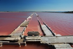 salin